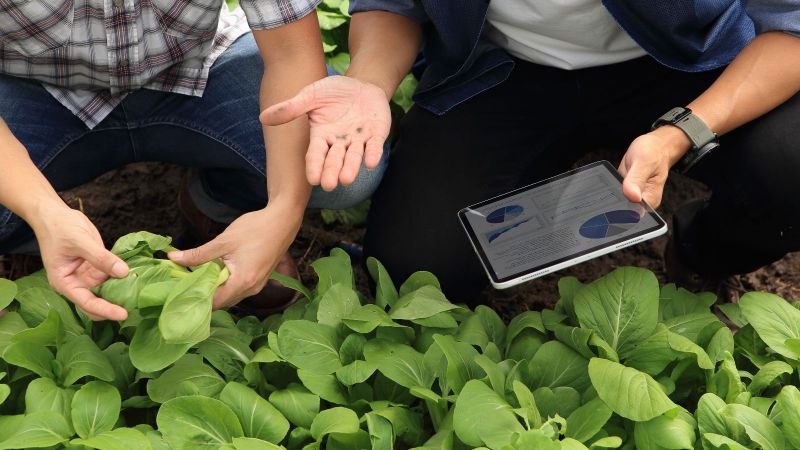 Zwei Menschen auf einem Acker mit Tablet in den Händen über Blattpflanzen.