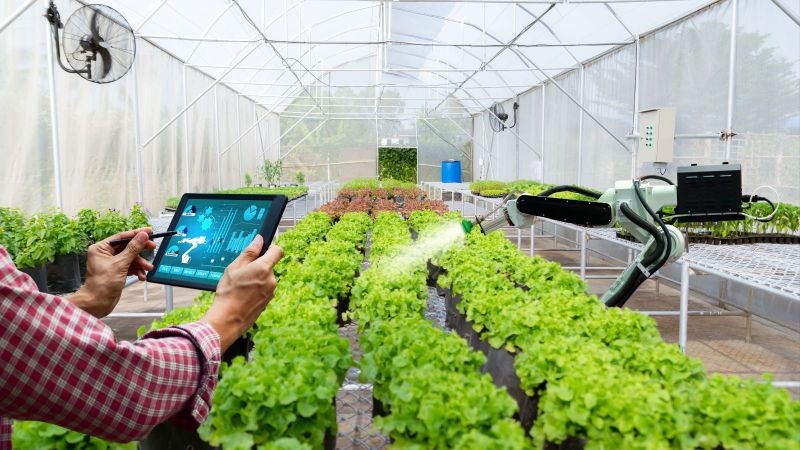 In einem Gewächshaus besprüht ein Roboterarm Salatköpfe mit einer farblosen Flüssigkeit. Im Vordergrund arbeitet ein Mann auf seinem Tablet.