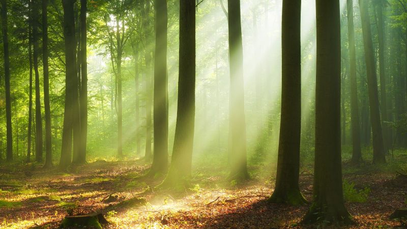 Sonnenstrahlen durchdringen das dichte Blätterdach eines Laubwaldes. Mit ihren Lichtkegeln erhellen sie vereinzelt den mit Laub überdeckten Waldboden.