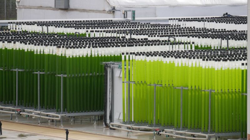 Eine Batterie an Algenbioreaktoren steht aufgereiht auf einem regennassen Hof vor einem großen weißen Zelt. 