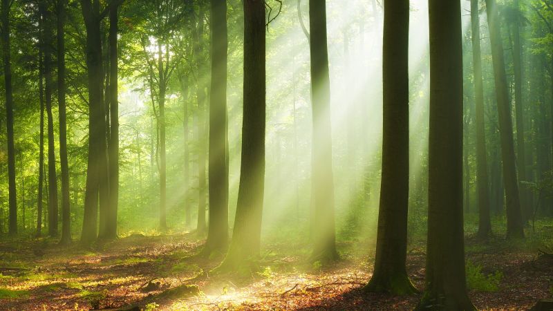 Sonnenstrahlen durchdringen das dichte Blätterdach eines Laubwaldes. Mit ihren Lichtkegeln erhellen sie vereinzelt den mit Laub überdeckten Waldboden.