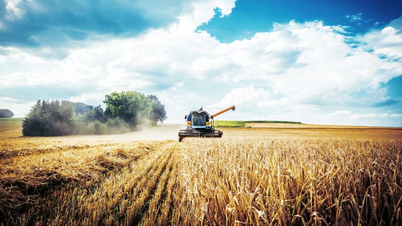 Ein Mähdrescher mäht ein goldbraunes Kornfeld. Im Hintergrund steht eine dichte Baumgruppe. Der Himmel ist wolkig.