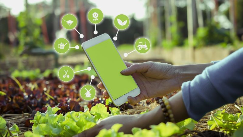 Eine Frau hebt mit einer Hand die Blätter einer wachsenden Salatpflanze hoch. In der anderen Hand hält sie ihr Smartphone, welches von Piktpogrammen zur Gartenarbeit umringt ist. Im Hintergrund zeichnet sich ein gepflegter Garten ab.