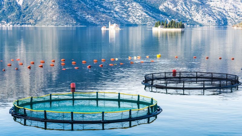 Im Vordergrund liegen die Käfige einer Aquafarm im glatten blauen Wasser in der Mündung eines Fjordes. Im Hintergrund säumen Felsen das Gewässer.