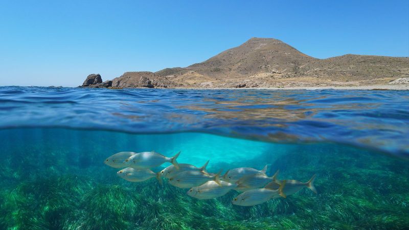 Querschnitt eines Meeres. In der unteren Bildhälfte sind unter der Wasseroberfläche einige Fische und Pflanzen zu sehen. An der Oberfläche liegt im Hintergrund eine felsige Küste mit einem Berg.