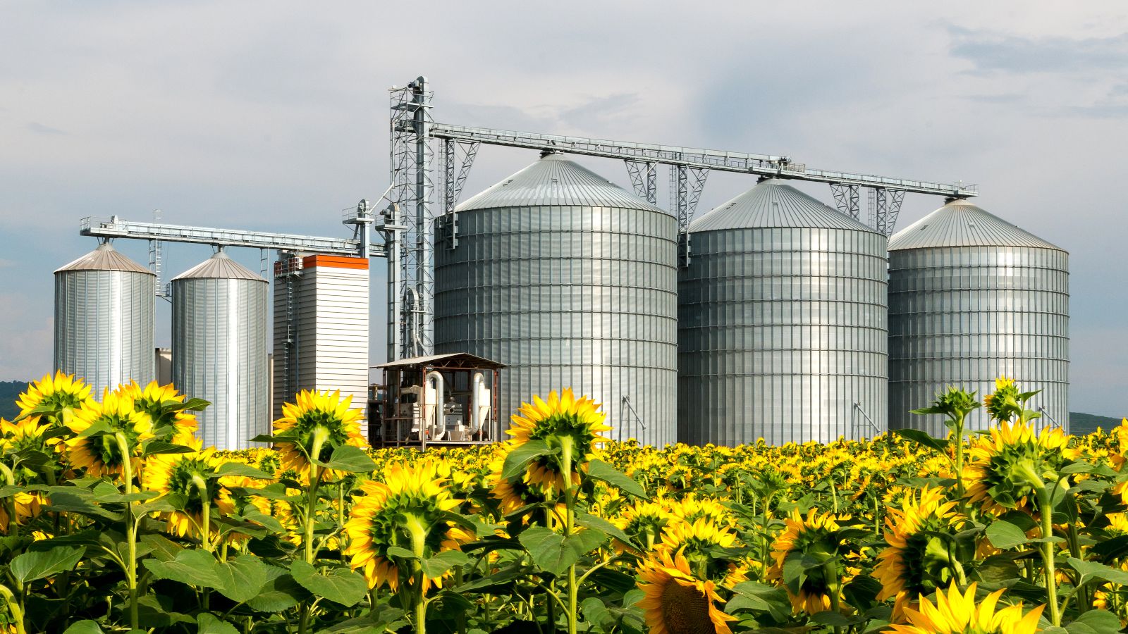 Getreidespeicher inmitten Sonnenblumenfeld