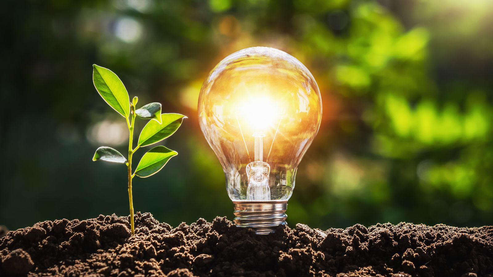 Aus frischer dunkler Erde wächst ein Jungtrieb heran. Neben ihm steckt eine leuchtende Glühbirne im Boden. In der Unschärfe des Hintergrunds scheinen Sonnenstrahlen durch das grüne Blätterdach umliegender Bäume.