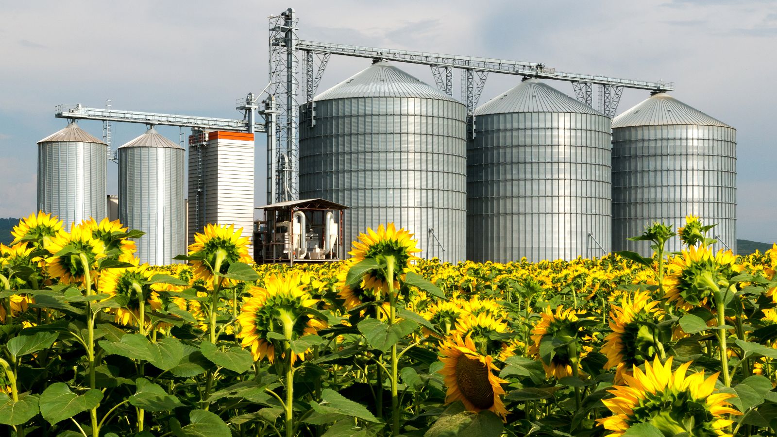 Getreidespeicher inmitten Sonnenblumenfeld.