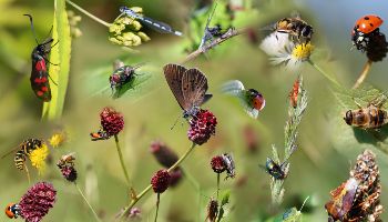 Eine Vielzahl an Insekten, zum Beipiel Marienkäfer und Schmetterlinge, sitzen auf einer Reihe an Blüten und Blättern vor einem grünen Hintergrund. 