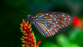 Schmetterling an Pflanze 