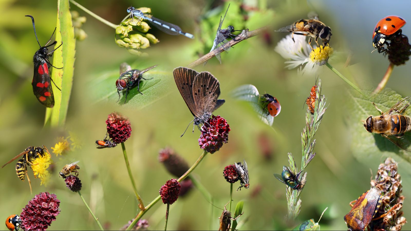 Eine Vielzahl an Insekten, zum Beipiel Marienkäfer und Schmetterlinge, sitzen auf einer Reihe an Blüten und Blättern vor einem grünen Hintergrund. 