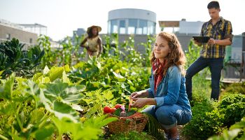 Zwei Frauen und ein Mann befinden sich auf einem Dachgarten. Im Mittelpunkt steht ein gefüllter Gemüsekorb zwischem sattem Grün. Im Hintergrund zeichnen sich die umliegenden Hausdächer ab.
