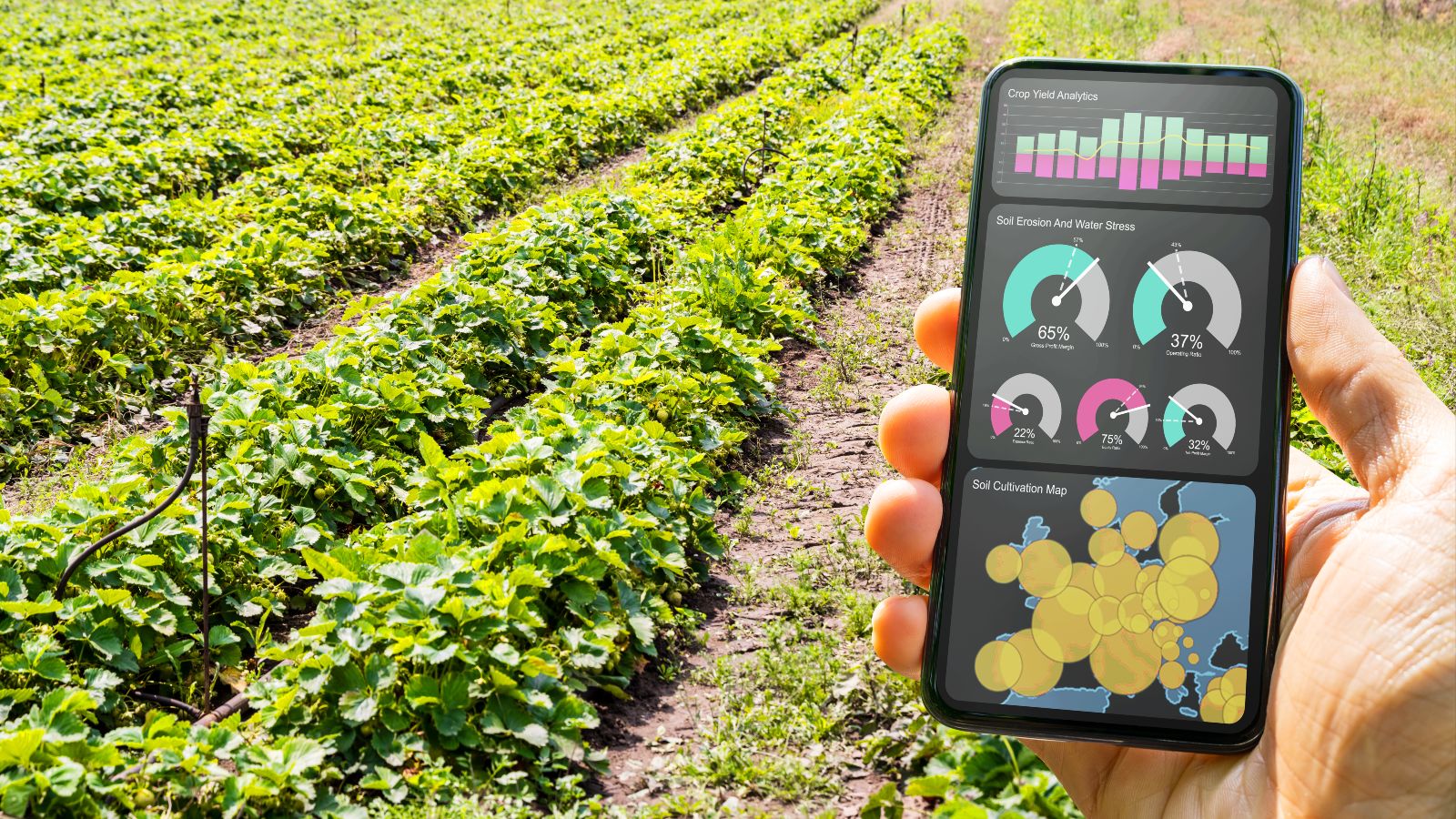 Vor einem bepflanzten Feld hält eine Hand ein Handy mit Daten zur Bewirtschaftung. 