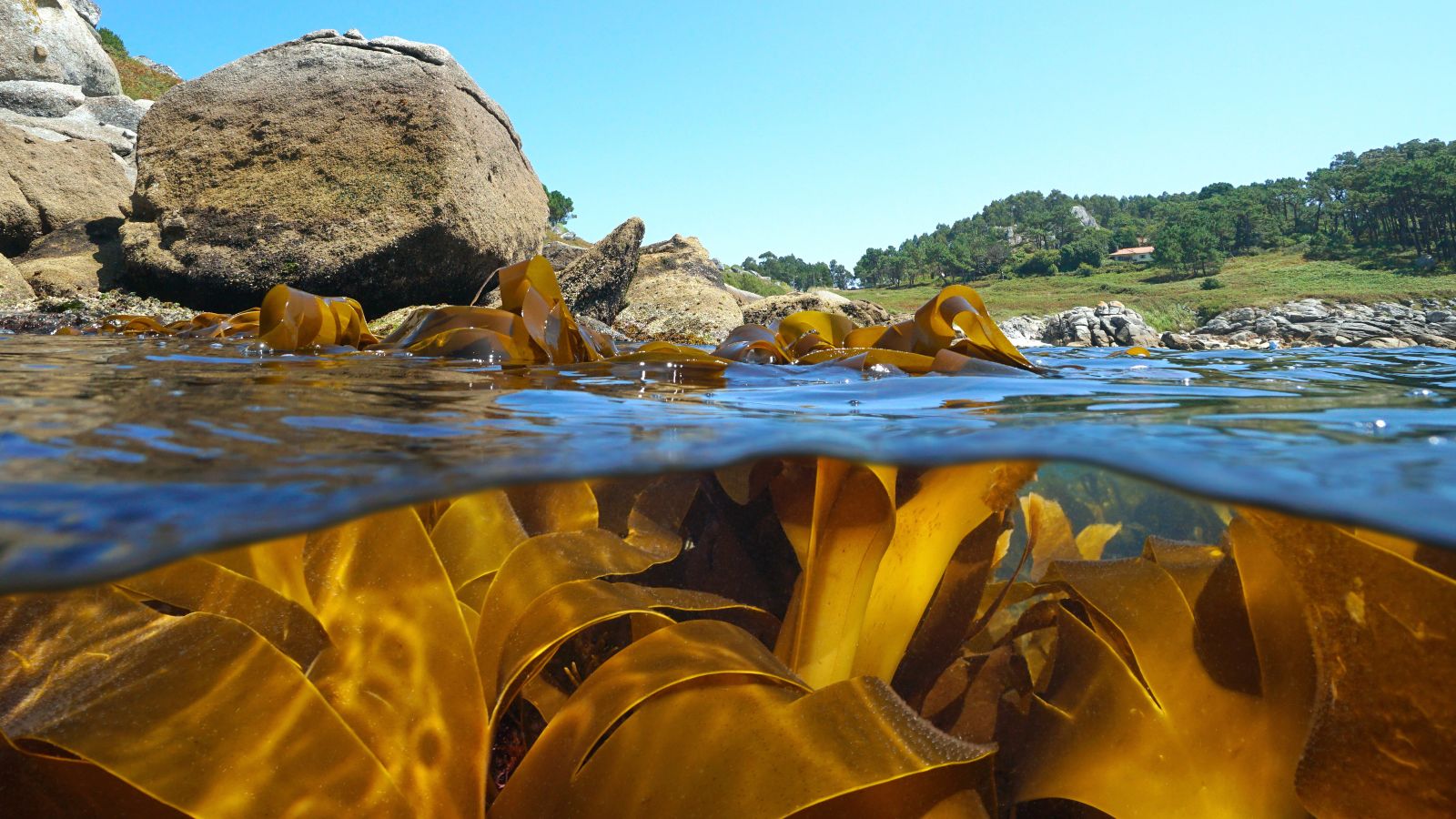 Querschnitt eines Gewässers. In der unteren Bildhälfte sind unter der Wasseroberfläche große braune Algen zu sehen. An der Oberfläche liegt das mit großen Steinen begrenzte Ufer mit Wiesen und Bäumen im Hintergrund.