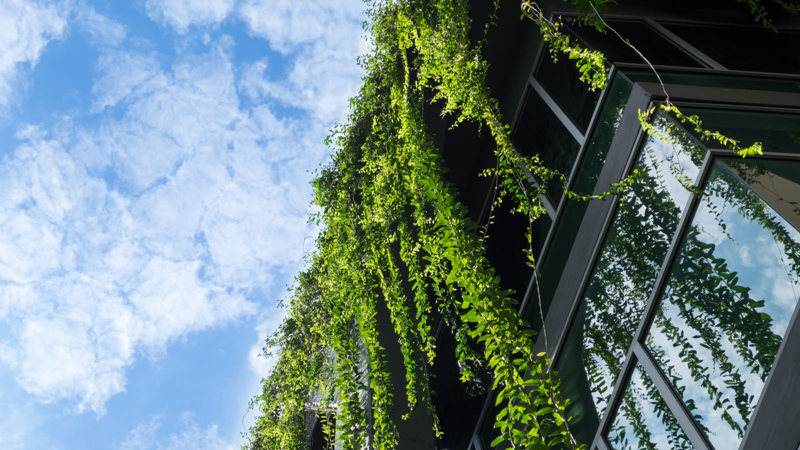 Blick aus der Froschperspektive auf eine moderne, begrünte Hausfassade. Im Hintergrund ist blauer Himmel zu sehen.