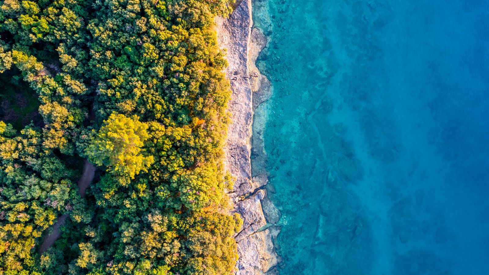 Luftansicht mit einem bewaldeten Strand auf der linken Seite und auf der rechten Seite das Meer.