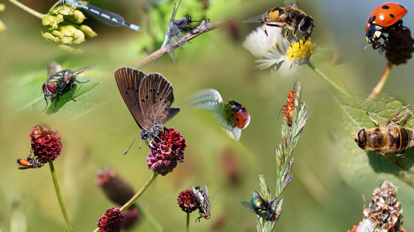 Die digitale Kollage zeigt diverse heimische Insekten auf verschiedenen Blütenständen.