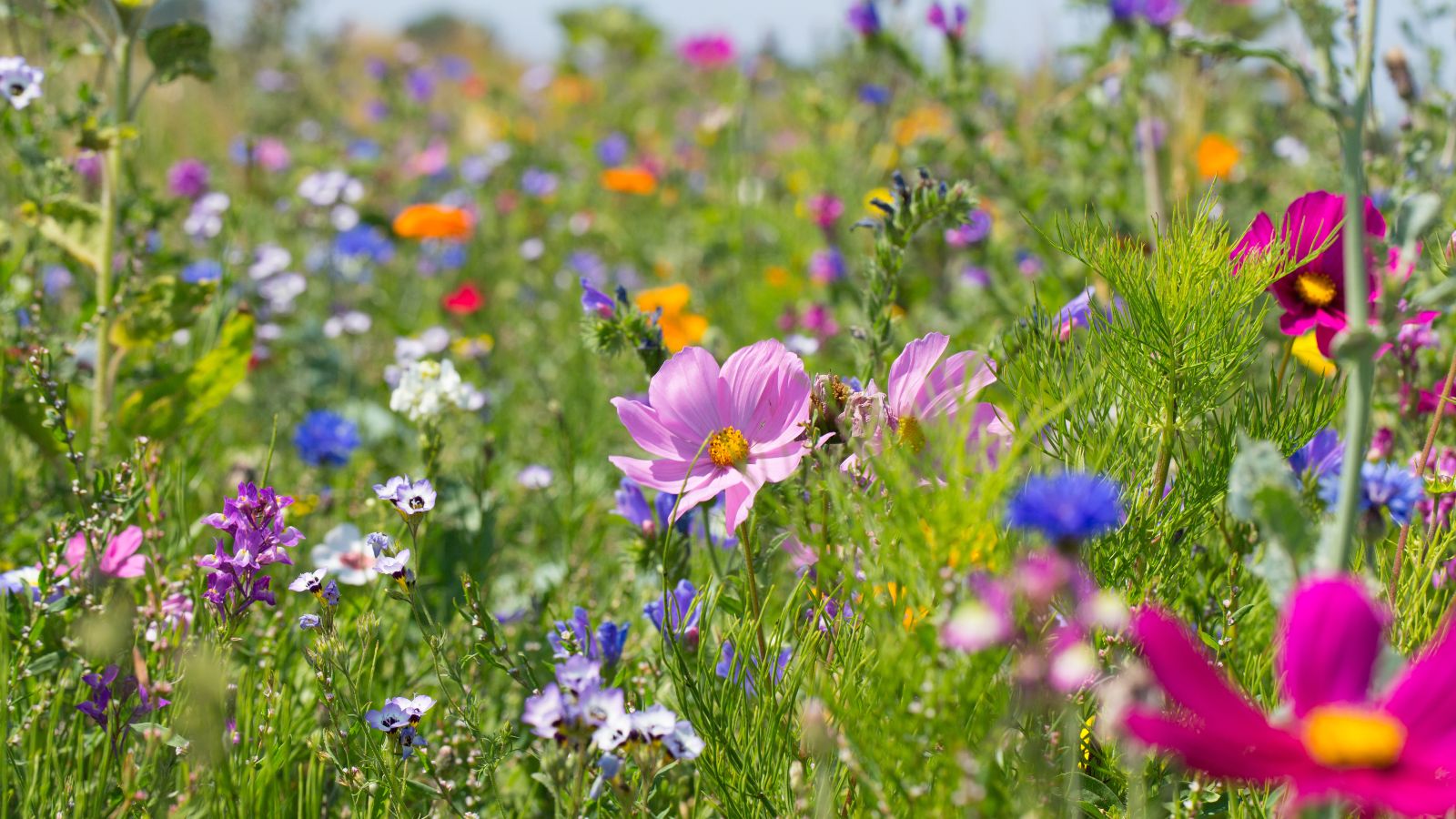 Bunte Blumenwiese