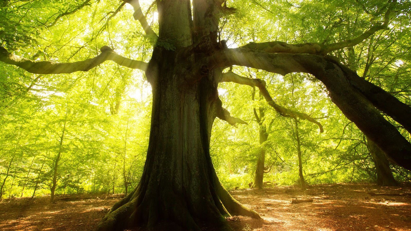 Großer Baum im Wald, Sonne strahlt durch das Blätterdach.