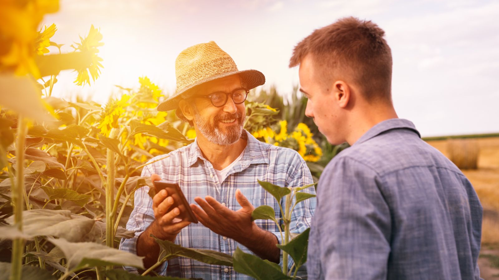 In einem Feld aus Sonnenblumen steht ein älterer Mann mit Strohhut und zeigt einem aufmerksamen jungem Mann etwas auf seinem Smartphone.