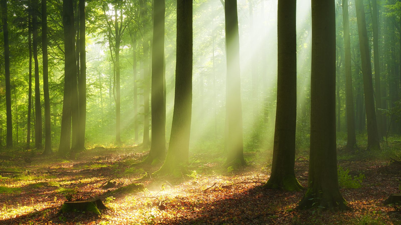 Sonnenstrahlen durchdringen das dichte Blätterdach eines Laubwaldes. Mit ihren Lichtkegeln erhellen sie vereinzelt den mit Laub überdeckten Waldboden.