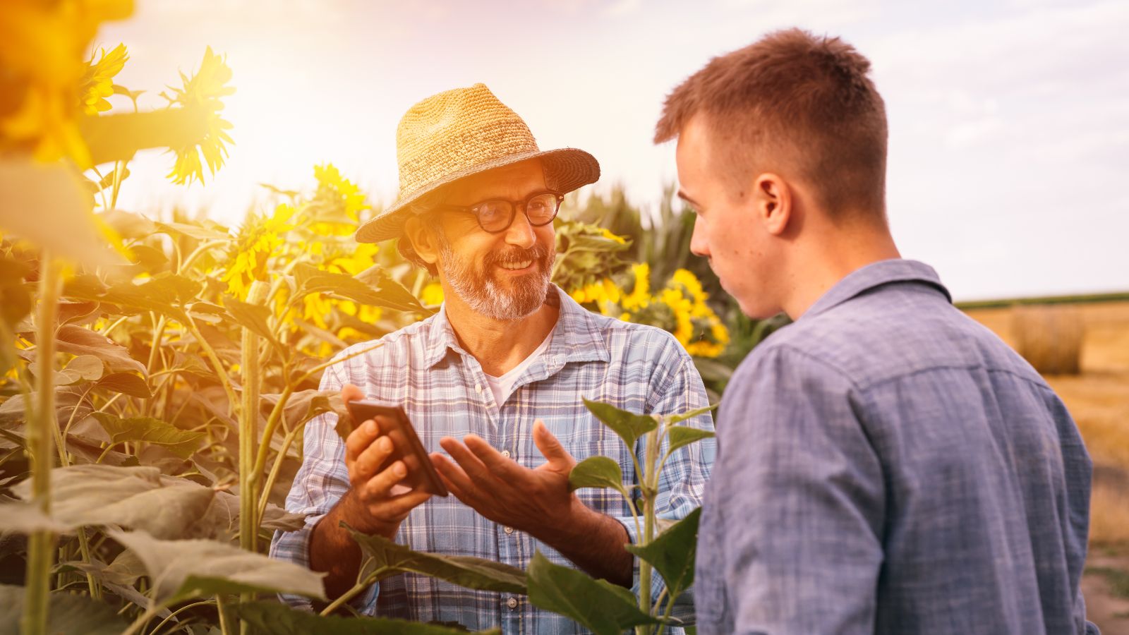 In einem Feld aus Sonnenblumen steht ein älterer Mann mit Strohhut und zeigt einem aufmerksamen jungem Mann etwas auf seinem Smartphone.