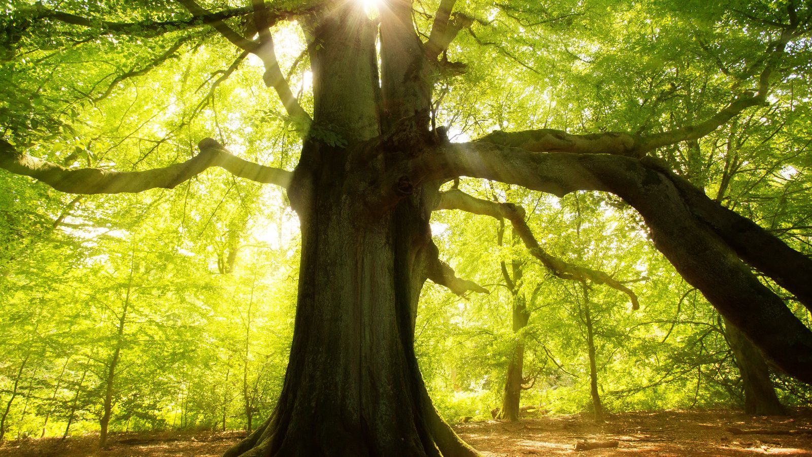 Großer Baum im Wald, Sonne strahlt durch das Blätterdach
