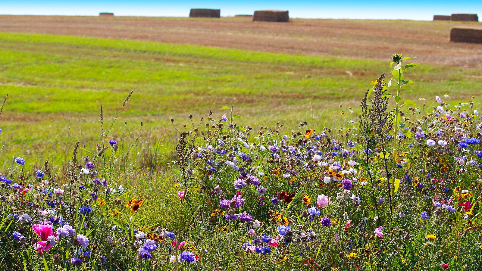 Vor einem abgeernteten Feld mit Strohballen steht eine bunte Wildblumenwiese. 