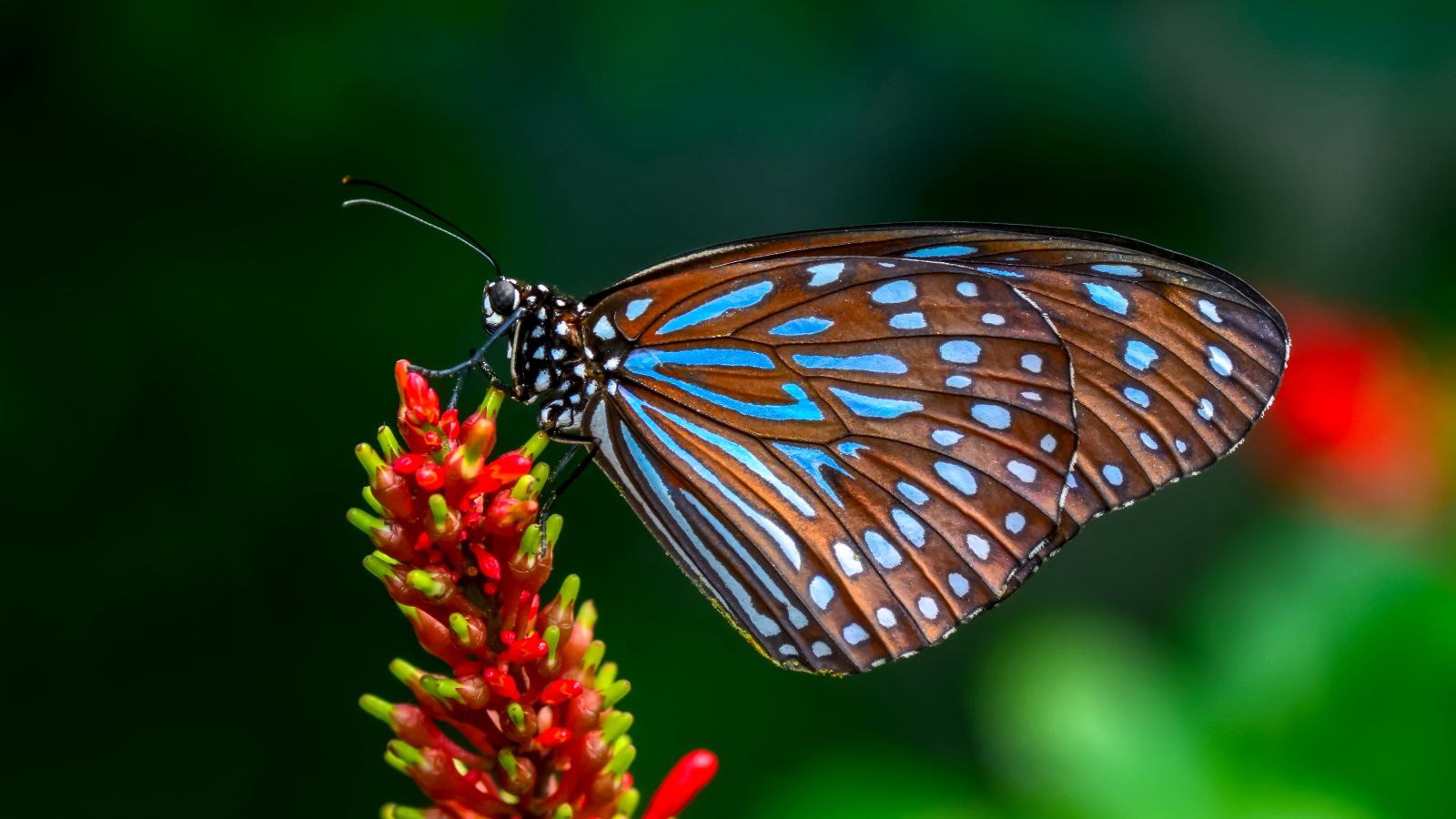 Schmetterling an Pflanze 