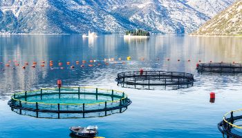 Im Vordergrund liegen die Käfige einer Aquafarm im glatten blauen Wasser in der Mündung eines Fjordes. Im Hintergrund säumen Felsen das Gewässer.