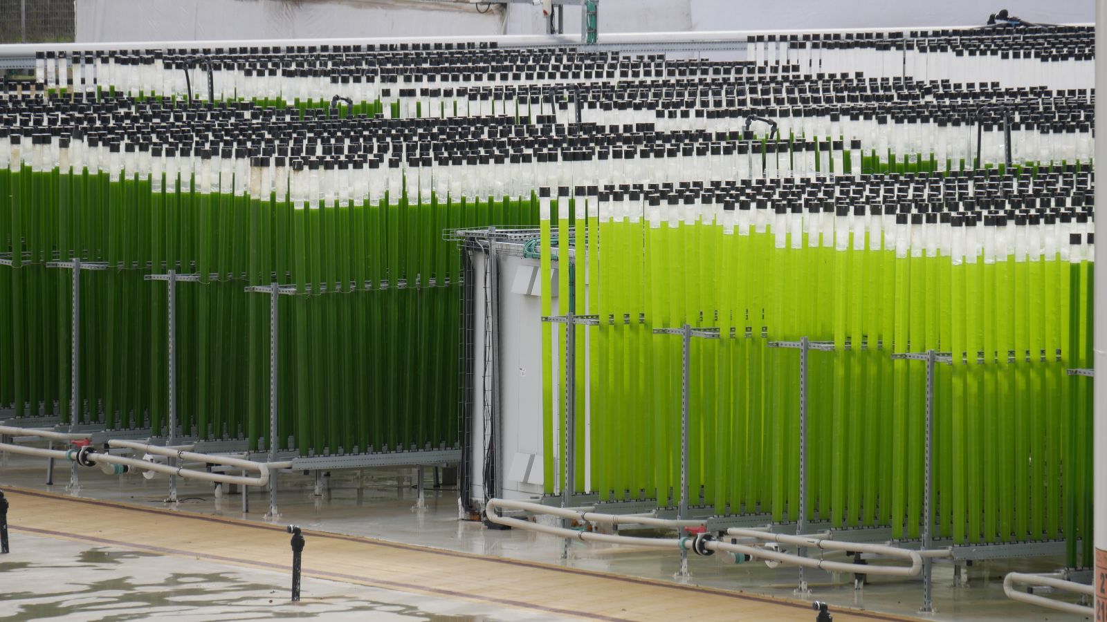 Eine Batterie an Algenbioreaktoren steht aufgereiht auf einem regennassen Hof vor einem großen weißen Zelt.