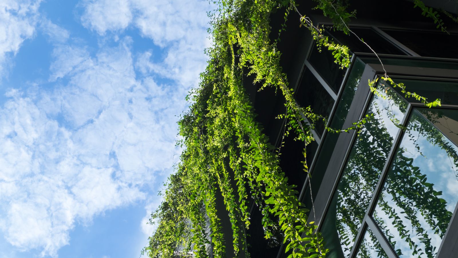 Glashaus bedeckt von grünem Efeu mit blauem Himmel.