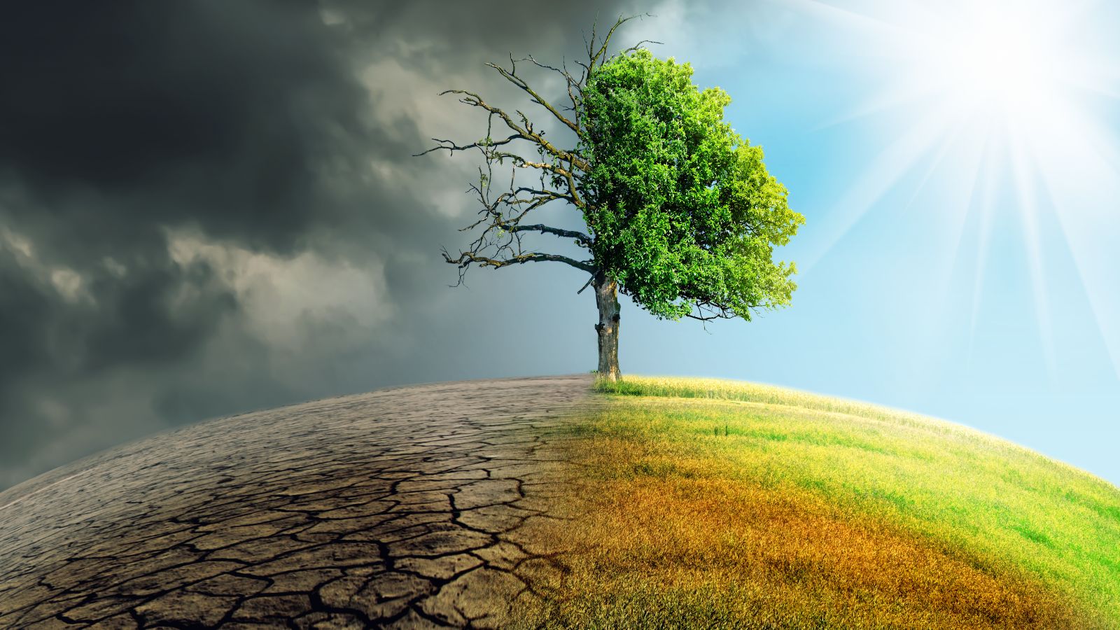 Ein Baum steht auf einer gekrümmten Erdoberfläche. Auf der linken Seite ist der Boden aufgerissen, darüber graue Wolken hinweg. Rechts ist eine grüne Wiese unter blauem Himmel.