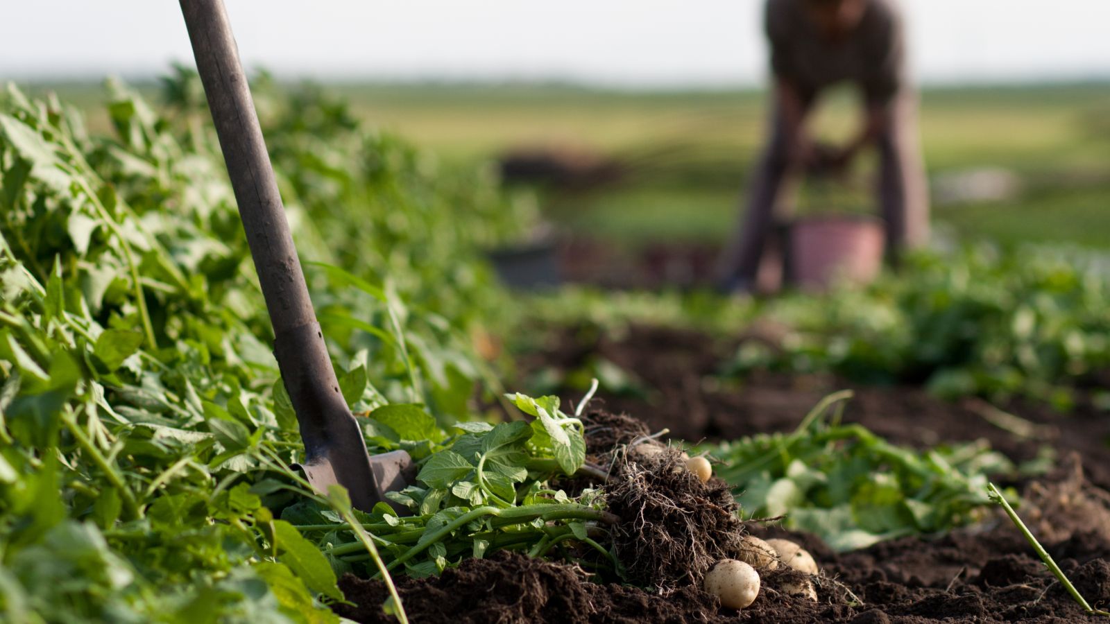 Arbeit auf Kartoffelacker