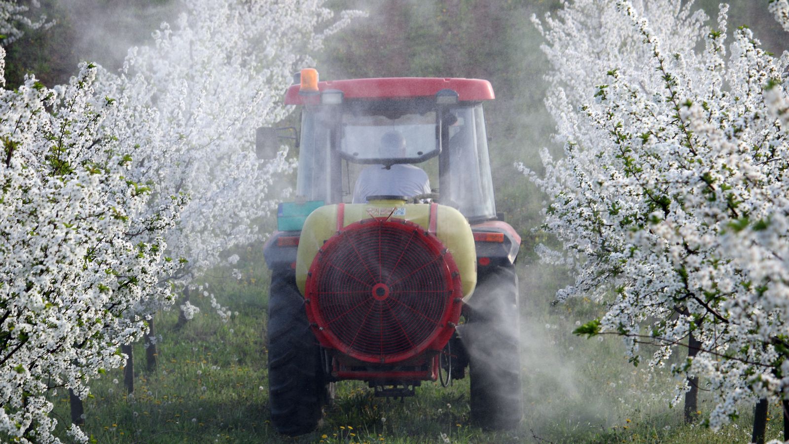 Ein Traktor fährt durch zwei Reihen blühender Kirschbäume. Aus dem rückseitig montierten Anbaugerät wird eine farblose Flüssigkeit auf die Baumkronen versprüht.