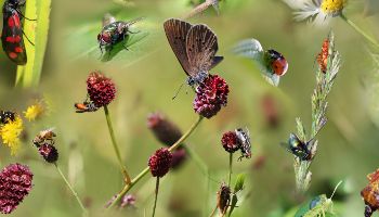 Eine Vielzahl an Insekten, zum Beipiel Marienkäfer und Schmetterlinge, sitzen auf einer Reihe an Blüten und Blättern vor einem grünen Hintergrund.