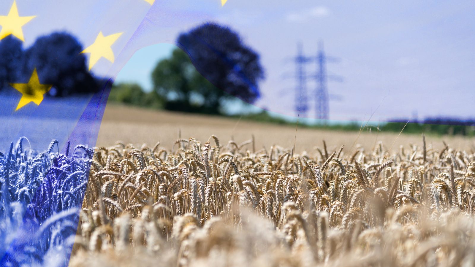 Eine transparente flagge der Europäischen Union weht in das Landschaftsbil eines Kornfeldes. Im Hintergrund erkennt man die verschwommene Siluette vereinzelter Bäume sowie eines Höchstspannungsmastes.