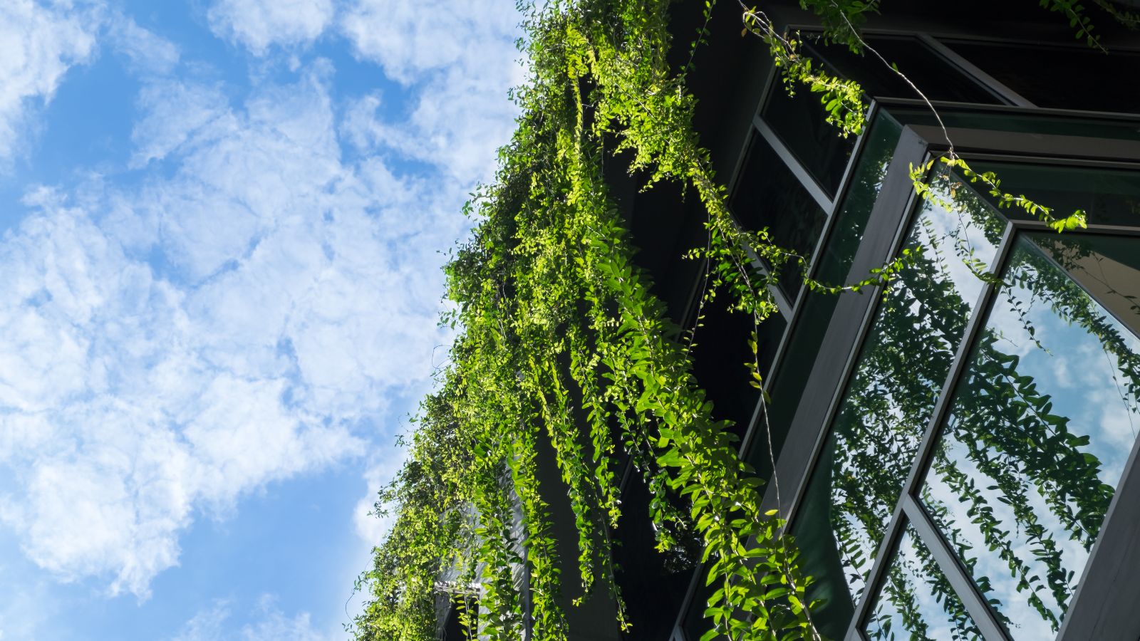 Glashaus bedeckt von grünem Efeu mit blauem Himmel.
