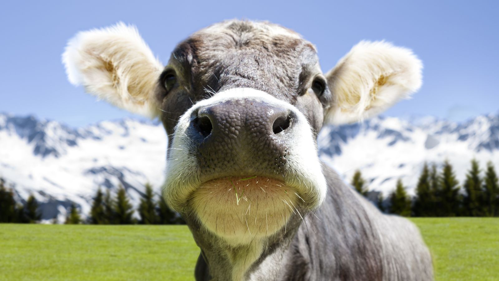 Kuh vor einem Bergpanorama