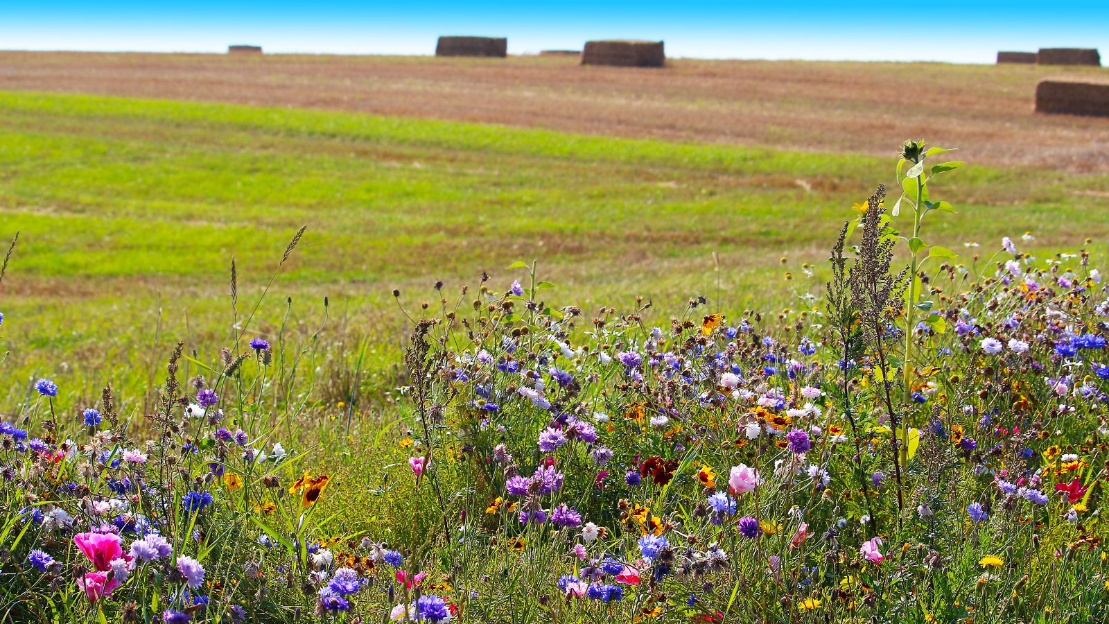 Vor einem abgeernteten Feld mit Strohballen steht eine bunte Wildblumenwiese.