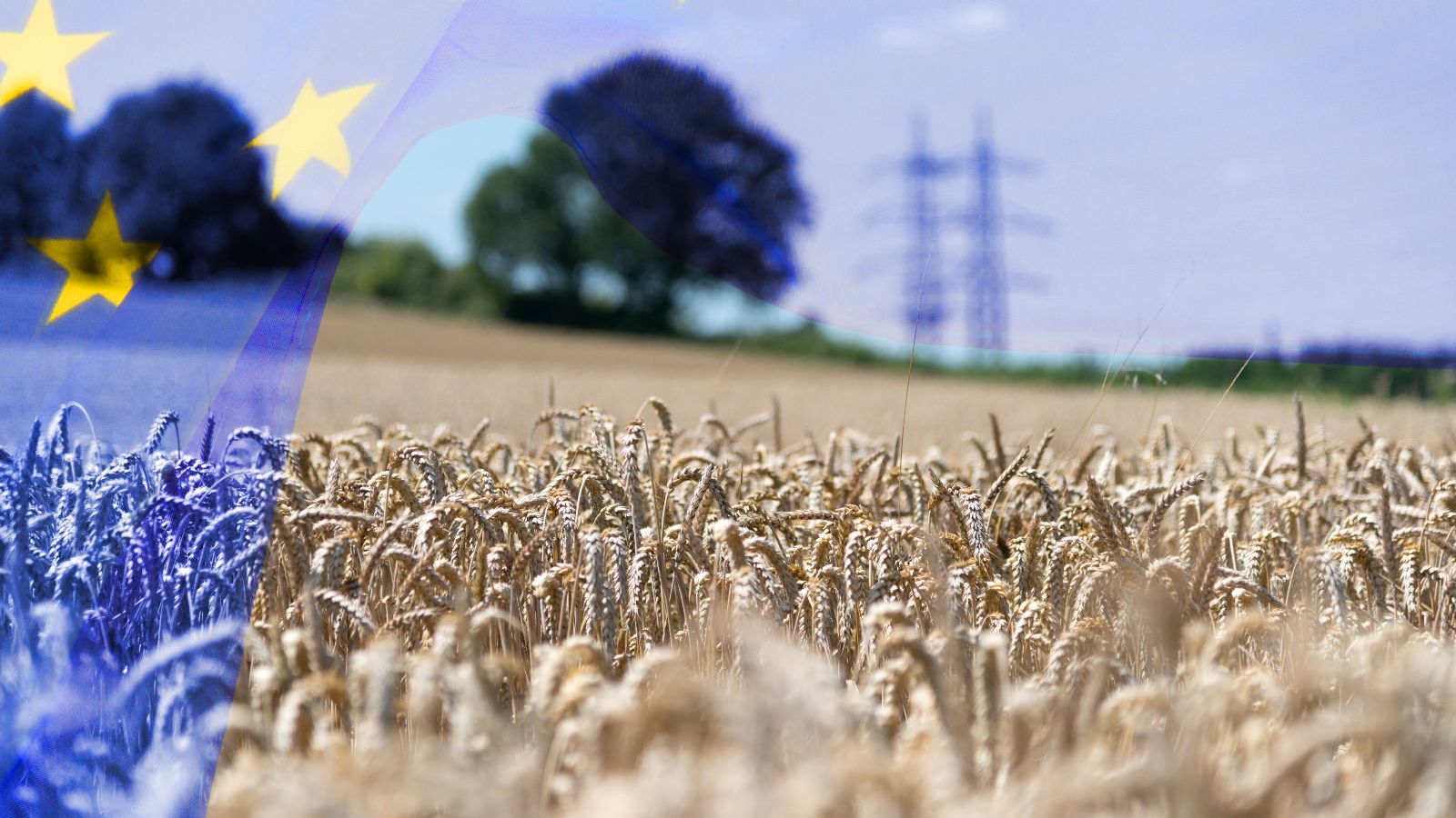 Eine transparente Flagge der Europäischen Union weht in das Landschaftsbild eines Kornfeldes. Im Hintergrund erkennt man die verschwommene Silhouette vereinzelter Bäume sowie eines Höchstspannungsmastes.