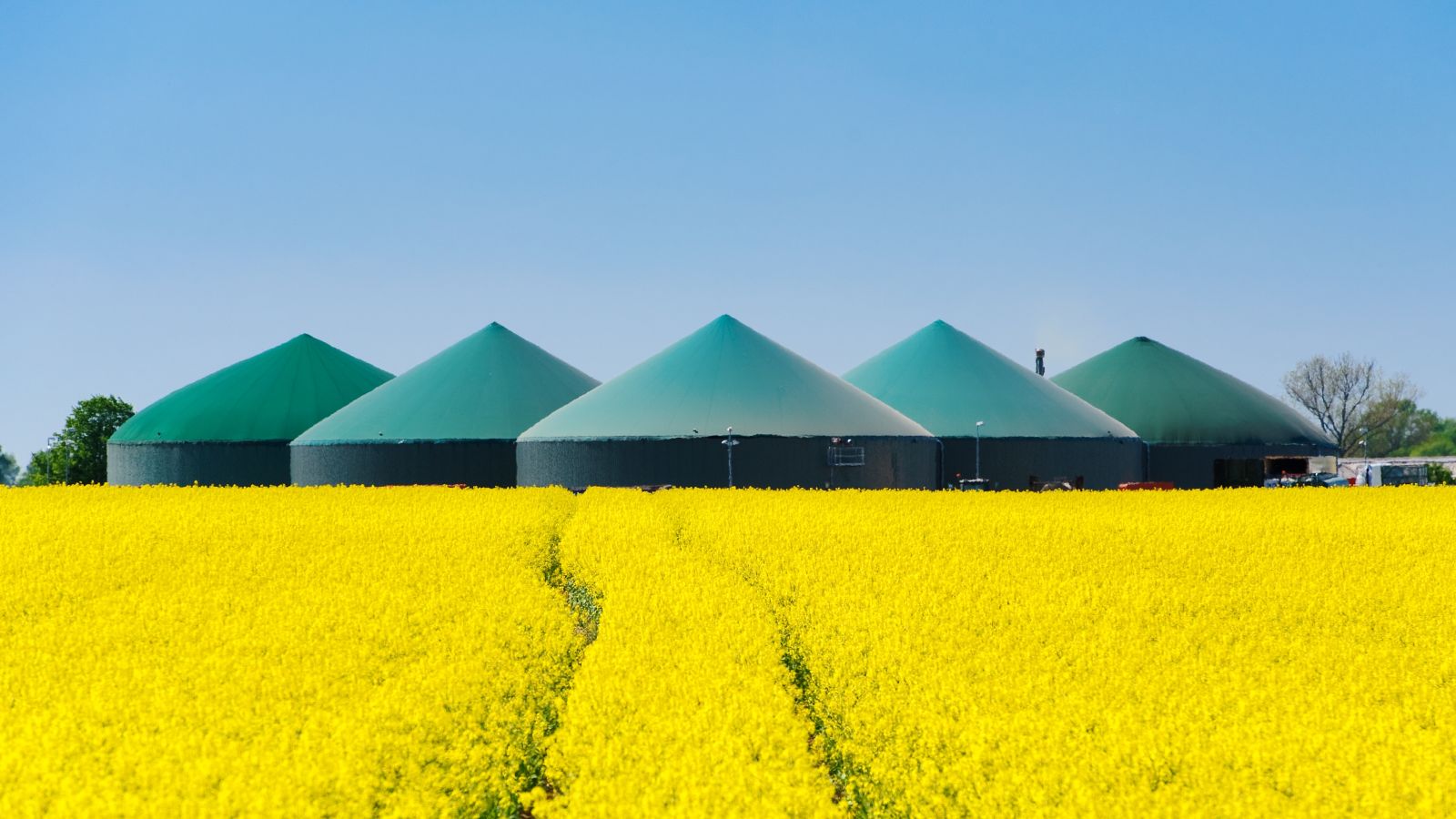 Ein strahlend gelbes Rapsfeld erstreckt sich Richtung Horizont. Am Endes des Feldes ragen die fünf dunkelgrünen Buawerke einer Biogasanlagen in den wolkenlosen Himmel.
