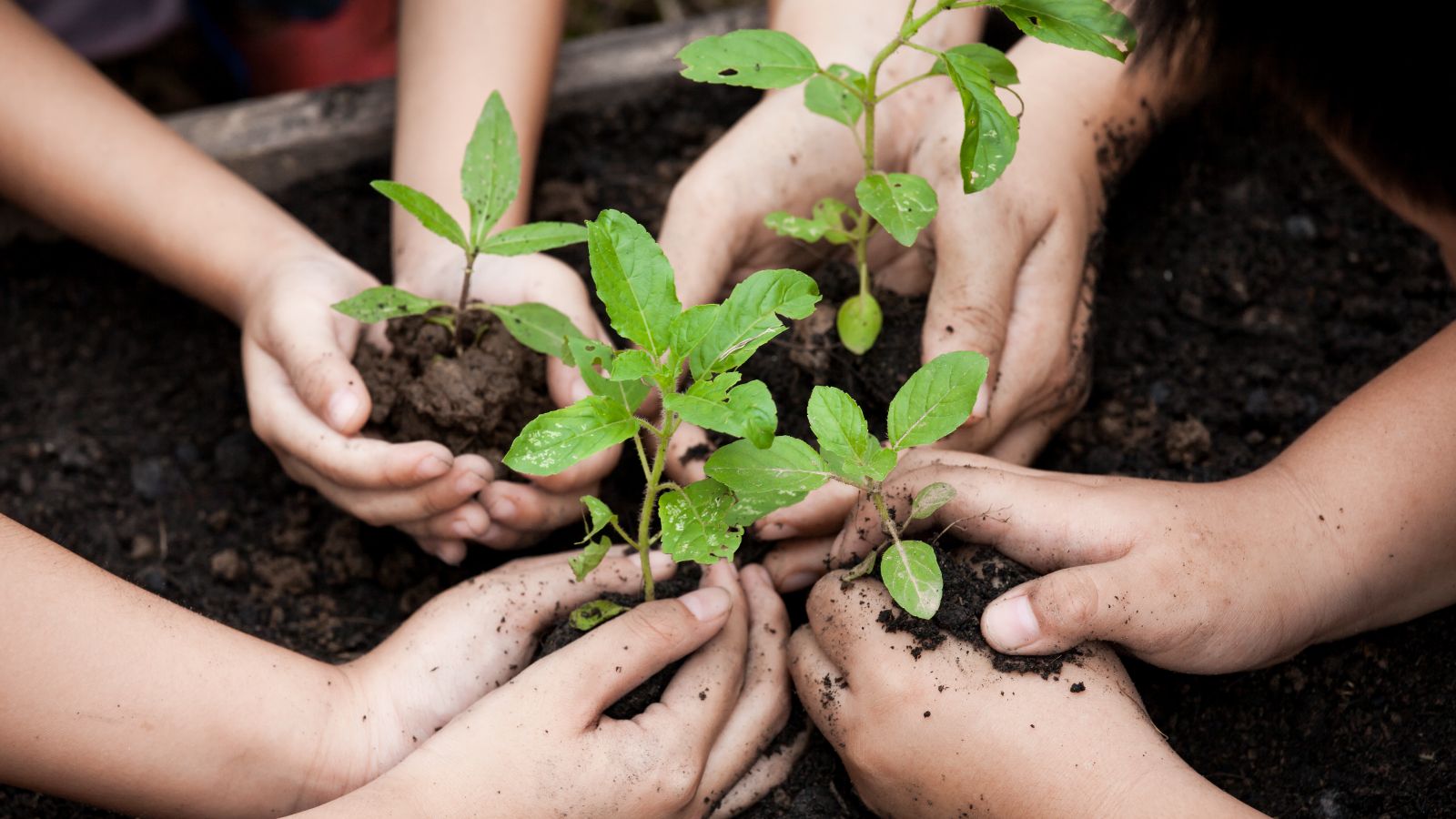 Vier Paar geschlossene Kinderhände halten je einen Jungtrieb über dunkler Muttererde in einem großen Blumenkübel.