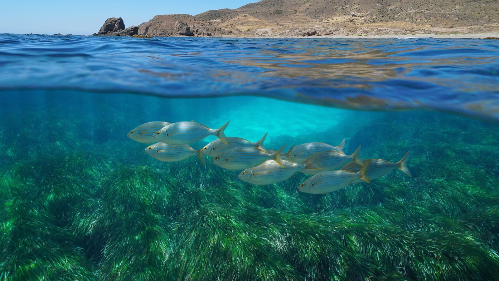 Querschnitt eines Meeres. In der unteren Bildhälfte sind unter der Wasseroberfläche einige Fische und Pflanzen zu sehen. An der Oberfläche liegt im Hintergrund eine felsige Küste mit einem Berg.