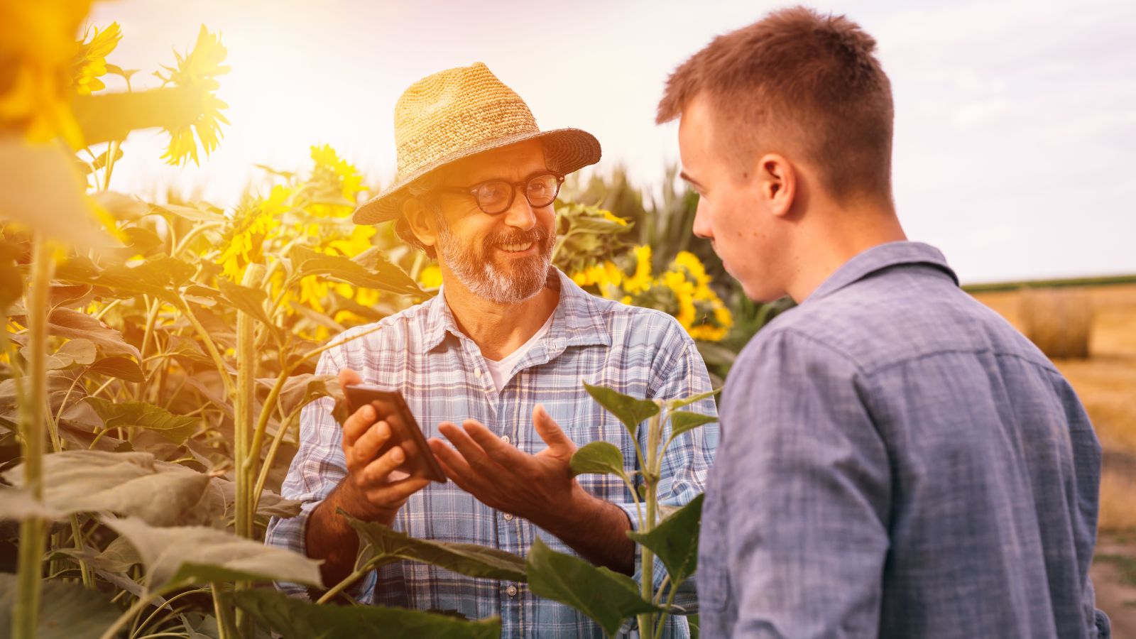 In einem Feld aus Sonneblumen steht ein älterer Mann mit Strohhut und zeigt einem aufmerksamen jungem Mann etwas auf seinem Smartphone.
