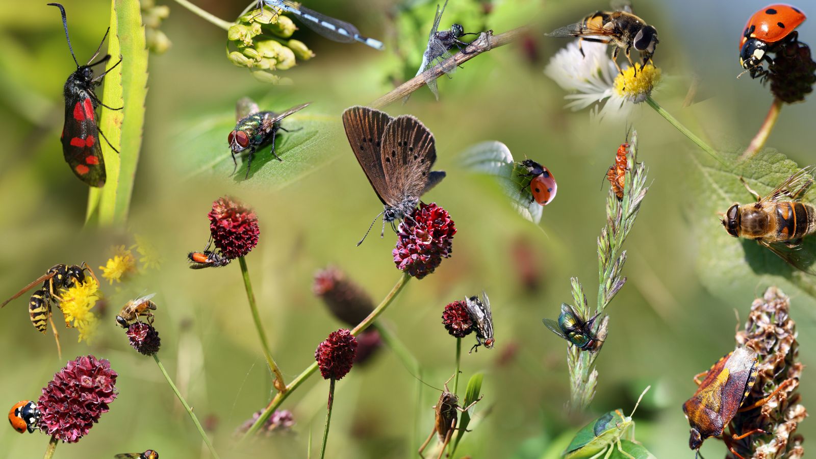 Die digitale Kollage zeigt diverse heimische Insekten auf verschiedenen Blütenständen.