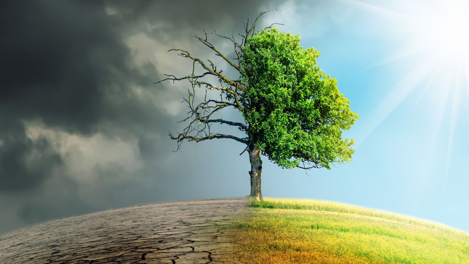 Ein Baum steht auf einer Wiese. Die linke Hälfte ist kahl, die rechte Hälfte ist mit Sonne beschienen.