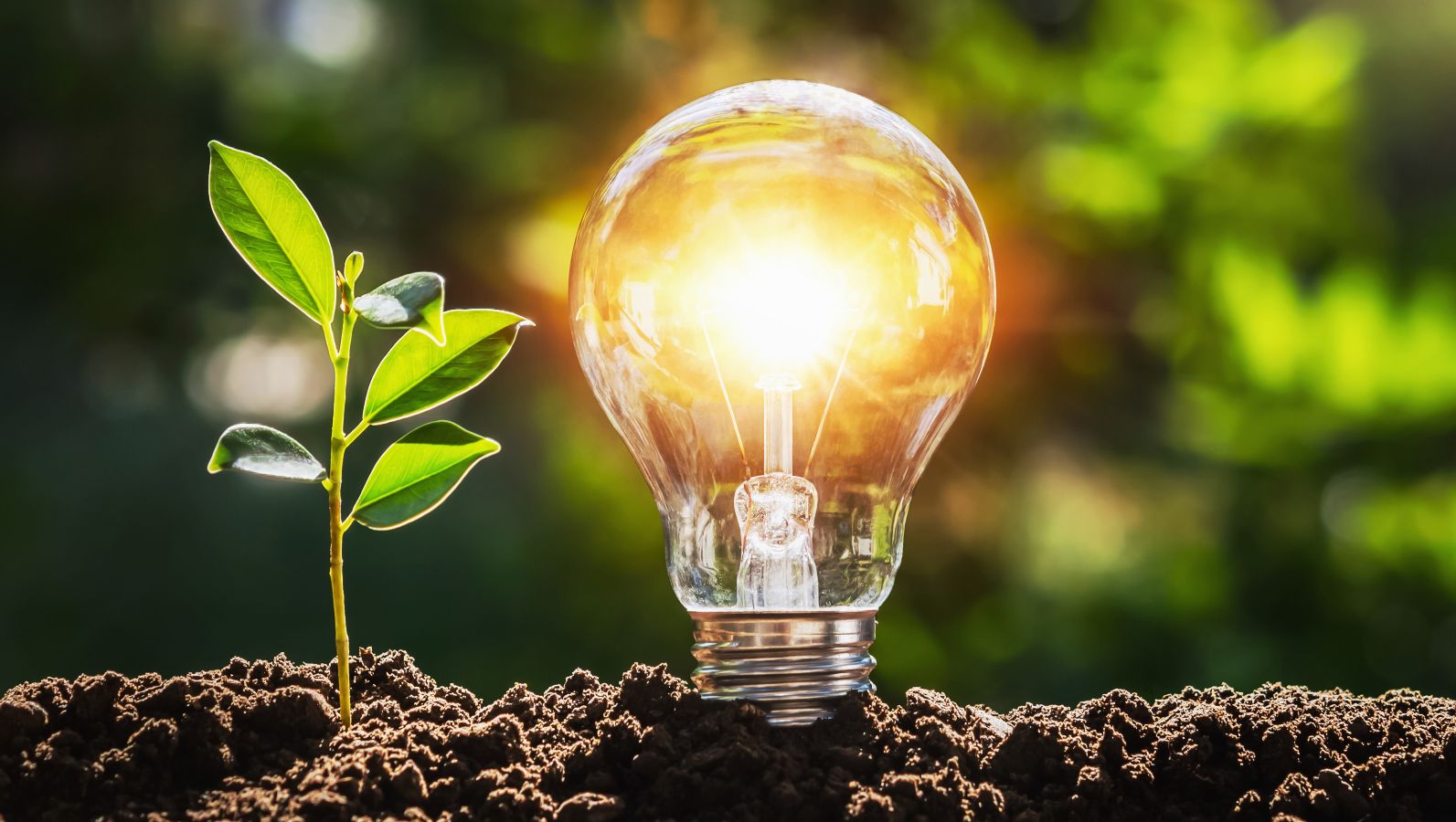 Eine Glühbirne in der Natur. Link daneben wächst ein zartes Pflänzchen.