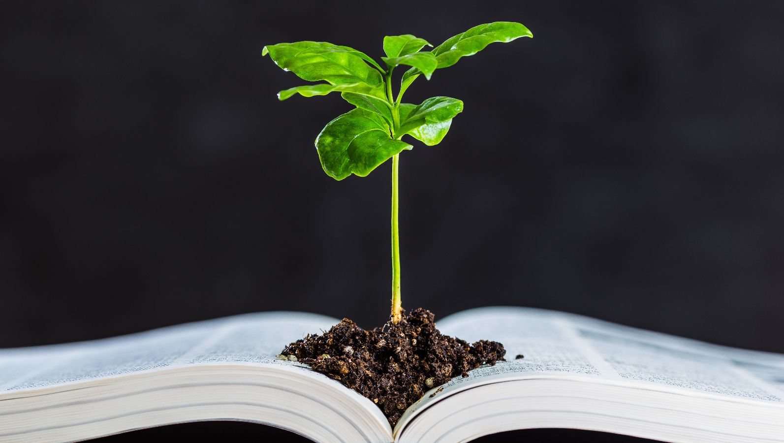 Ein Setzling wächst auf einem aufgeschlagenen Buch.