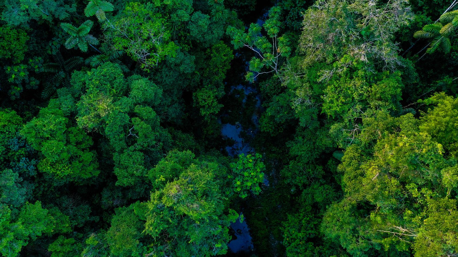 Vogelperspektive auf Regenwald 